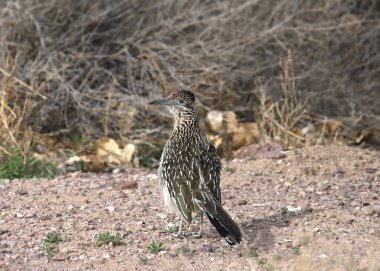 Greater Roadrunner (geococcyx californianus) looking back from it's perched on the ground clipart