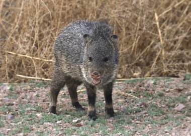 Javelina (yavru) (tasmalı pekiyi) ve burnu açık