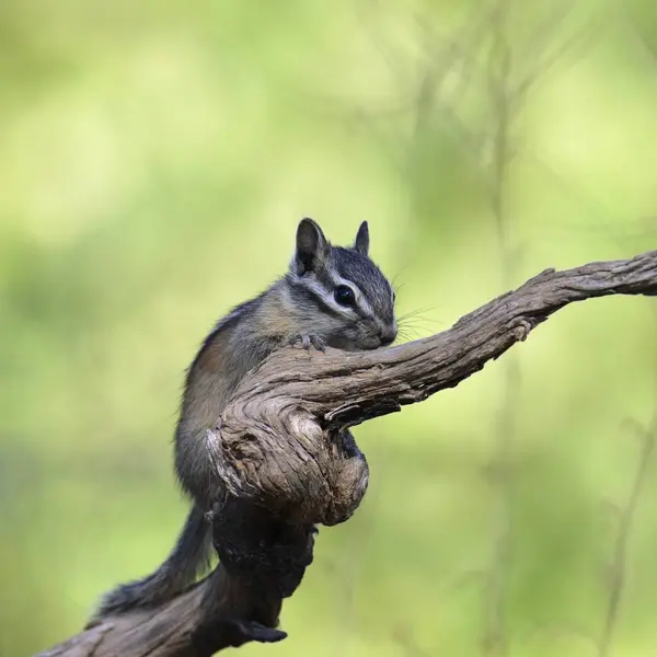 Streifenhörnchen Tamias Minimus Thront Auf Einem Zweig lizenzfreie Stockbilder