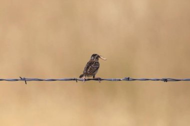 Çekirge Serçesi (ammodramus savannarus) gagasında büyük bir çekirgeyle