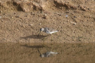 Uzun gagalı Dowitcher (üremeyen) (limnodromus scolopaceus) sulama kanalında arama