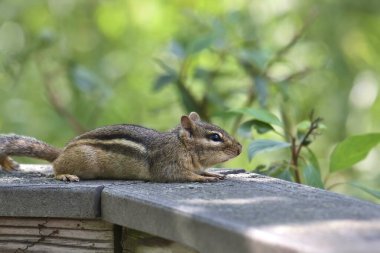 Eastern Chipmunk (tamias striatus) stretched on a wooden railing clipart