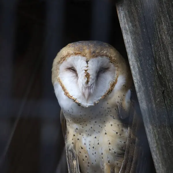 Barn Owl Tyto Alba Rehabilitation Center — Stock Photo, Image