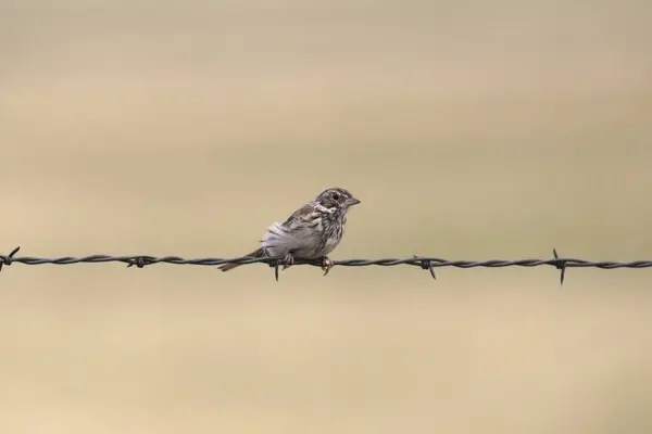 Vesper Sparrow Pooecetes Gramineus Расположен Нитке Колючей Проволоки Лицензионные Стоковые Фото