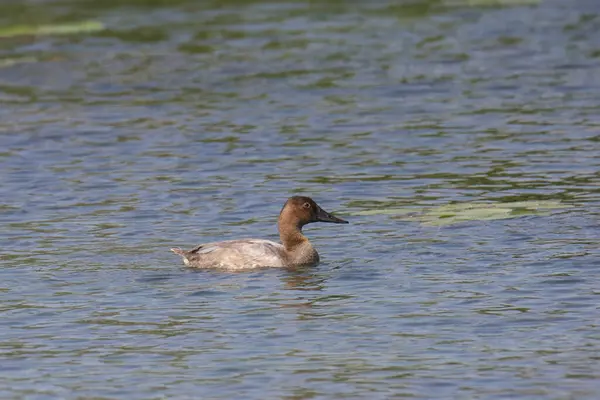 Leinwandente Weibchen Aythya Valisineria Schwimmt Einem Teich Stockfoto