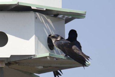 Purple Martin (female) (progne subis) perched at the door of it's nest (male in the background) clipart