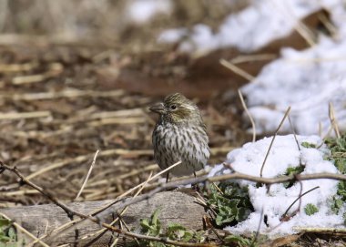 Cassin 'in Finch' i (dişi) (haemorhous cassini) bir kar parçasının yanında yerde arama yapıyor.