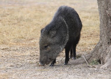 Javelina (tayassu tajacu) kuru çimlerde yiyecek arıyor