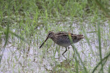 Wilson 's Snipe (gallinago delicata) otlak sulak arazide yiyecek arıyor