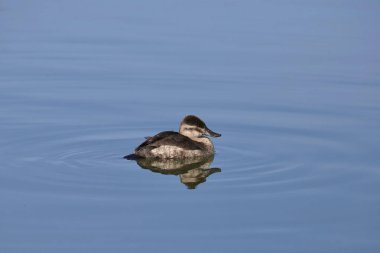 Ruddy Duck (dişi) (oxjura jamaicensis) bir gölde yüzüyor