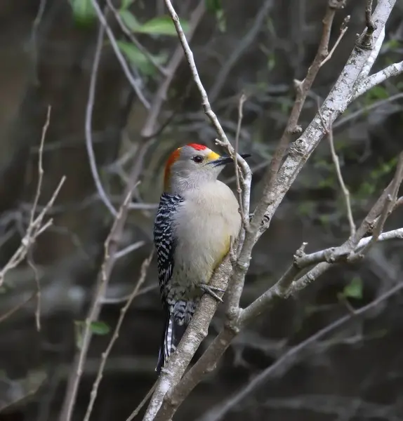 stock image Golden-fronted Woodpecker (melanerpes aurifrons) perched on a small branch