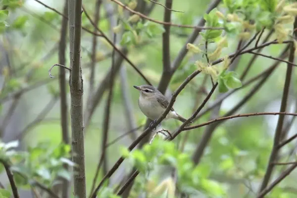 stock image Warbling Vireo (vireo gilvus) perched in a leafy tree
