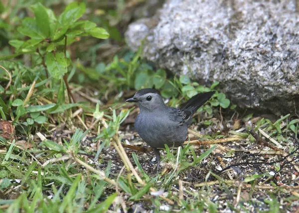 Stock image Gray Catbird (dumetella carolinensis) foraging on the ground