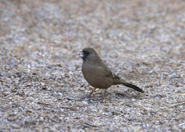 Abert's Towhee (melozone aberti) perched on bare ground with a seed in it's beak clipart