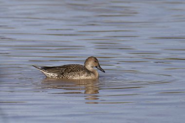 Kuzey Pintail (dişi) (ananas acuta) bir gölette yüzüyor