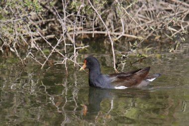 Dağınık bir gölette yüzen Gallinule (gallinula galeata)