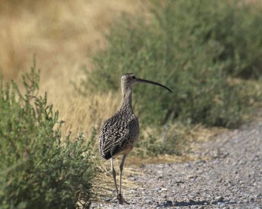 Long-billed Curlew (numenius americanus) walking along a gravel road clipart