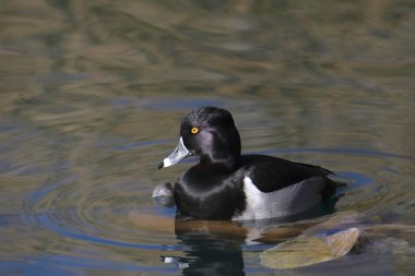 Yüzük boyunlu Ördek (erkek) (aythya yaka) bir gölette yüzüyor