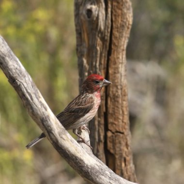 Cassin 'in Finch' i (erkek) (haemorhous cassini) çıplak bir dala tünedi.