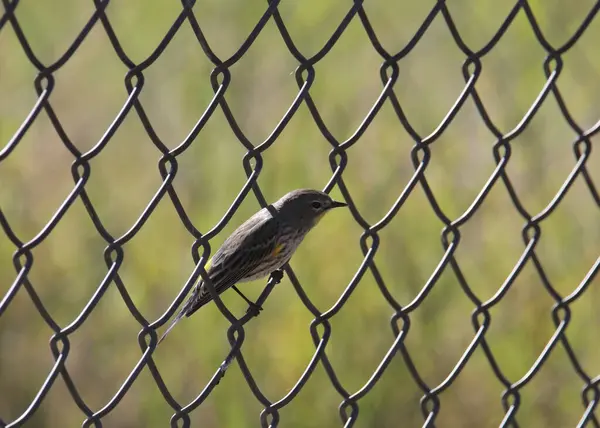 Stock image Yellow-rumped Warbler (Audubon's, female) perched on a chain link find