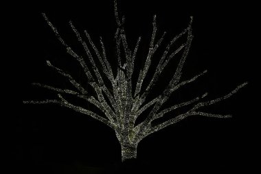 Ağaçların dalları beyaz ışıklarla kaplıdır.