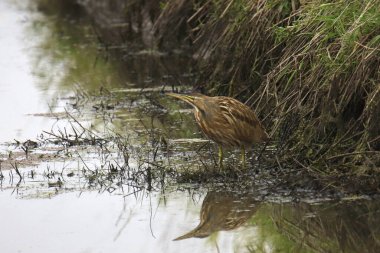 American Bittern (botaurus lentiginosus) perched at the edge of a channel of water clipart