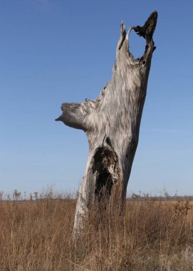 Hudson, Kansas yakınlarındaki altın tahıl tarlasında resimli ağaç kütüğü.
