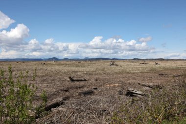 Wiley Slough, Skagit Vahşi Yaşam Bölgesi, Washington
