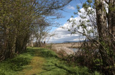 Wiley Slough, Skagit Vahşi Yaşam Bölgesi, Washington