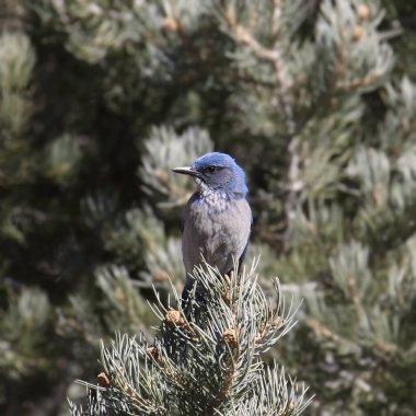 Woodhouse's Scrub Jay (aphelocoma woodhouseii) perched in an evergreen tree clipart