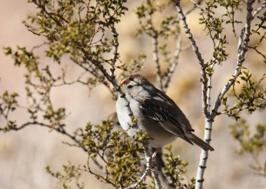 White-crowned Sparrow (first winter) (zonotrichia leucophrys) perched in a creosote bush clipart