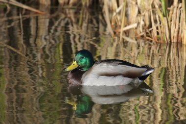 Mallard Duck (erkek) (Ananas platyrhynchos) gölette yüzer