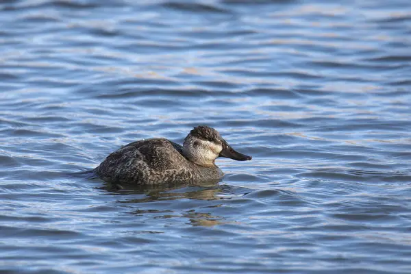 stock image Ruddy Duck (female) (oxjura jamaicensis) swimming in a pond