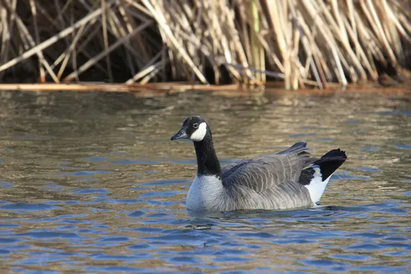 Cackling Goose (branta hutchinsii) swimming in a pond