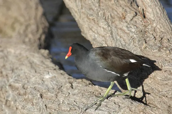 stock image Common Gallinule (gallinula galeata) walking across a fallen tree branch