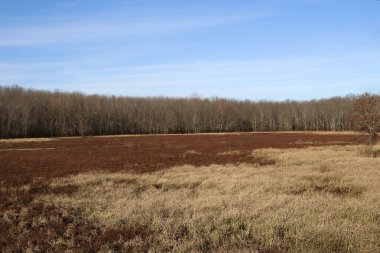Deep Fork Ulusal Vahşi Yaşam Sığınağı, Oklahoma 'da renkli sulak arazi