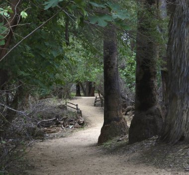 Palm Lake Trail at Hassayampa River Preserve, Wickenburg, Arizona clipart