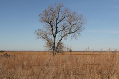 Tek, neredeyse çıplak bir ağaç Hudson, Kansas yakınlarındaki altın bir arazide.