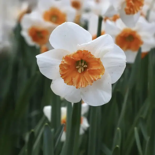 stock image Closeup of a white daffodil with an orange corona