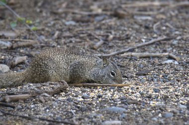 Kaliforniya yer sincabı (otospermophilus beecheyi) kuş yemi ziyafeti çekiyor
