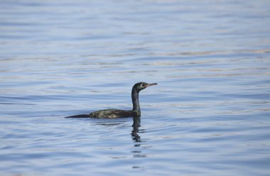 Okyanusta yüzen Pelagic Cormorant (phalacrocorax pelagicus)