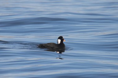 Surf Scoter (male) (melanitaa perspicillata) with a clea view of the white patch on the back of it's neck clipart