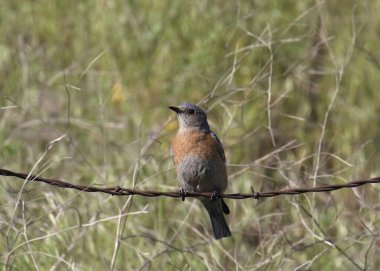 Batı Bluebird (dişi) (sialia mexicana) dikenli tellerin üzerine tünemiştir.