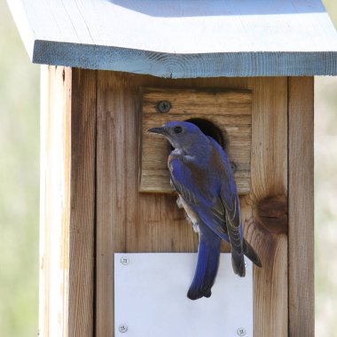 Batı Bluebird (erkek) (sialia mexicana) tahta bir yuva kutusuna tünemiştir.