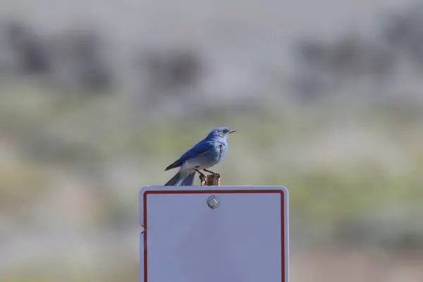 stock image Mountain Bluebird (male) (sialia currucoides) perched on a sign post