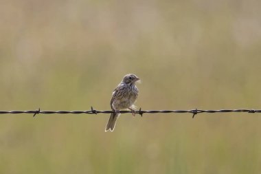 Vesper Sparrow (pooecetes gramineus) perched on a strand of barbed wire clipart