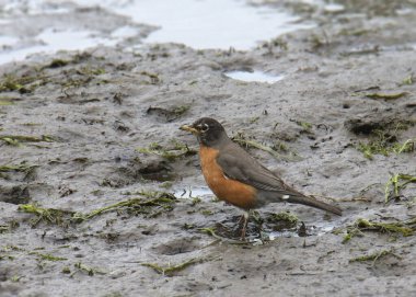 American Robin (turdus migratorius) perched in a mudflat at low tide clipart