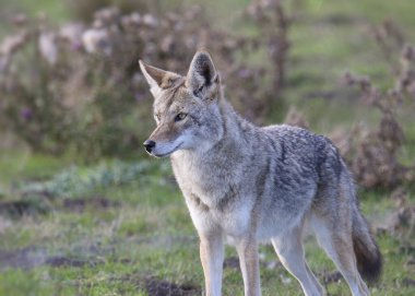 Bir Çakal 'ın Yakın Çekimi (Canis Latrans)