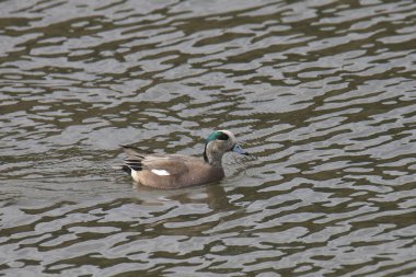 Amerikan Wigeon (erkek) (anas americana) bir gölde yüzüyor