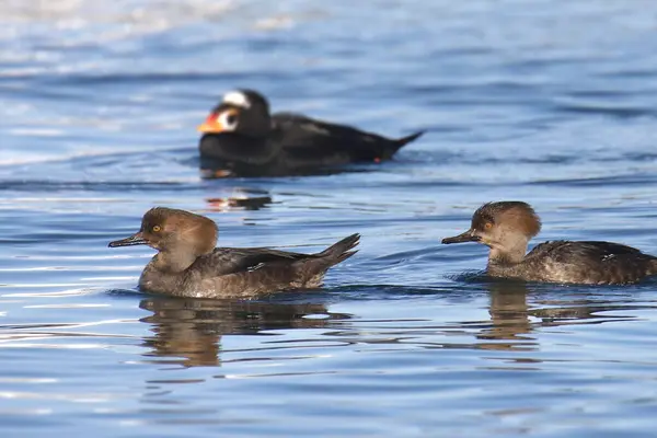 stock image Two Hooded Mergansers (female) (lophodytes culcullatus) with a Surf Scoter in the background